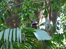 Raton laveur - Costa Rica